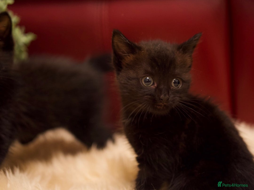 Mixed Breed cats for sale: Gorgeous Maine-Coon/Ragdoll/Bombay Mix Kittens!!! - Image 11