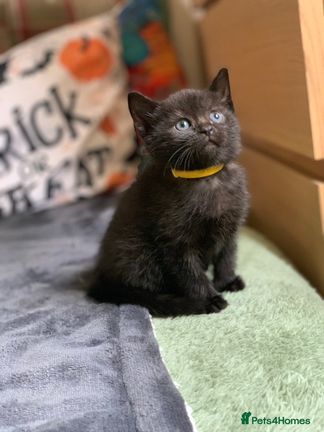 Russian Blue cats for sale: Beautiful Russian Blue x kittens READY NOW - Image 19