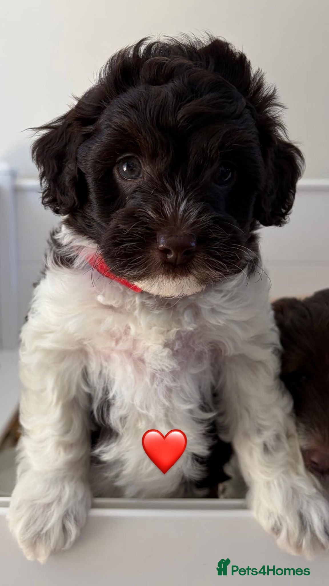 Australian Labradoodle dogs Miniature Australian Labradoodle Puppies - Advert 2