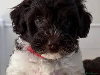 Australian Labradoodle dogs Miniature Australian Labradoodle Puppies - Advert 2