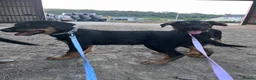 Huntaway dogs for sale: Huntaway puppies - Advert 4