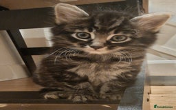 Mixed Breed cats for sale: Gorgeous Mixed Breed Main Coon Kittens  - Image 5