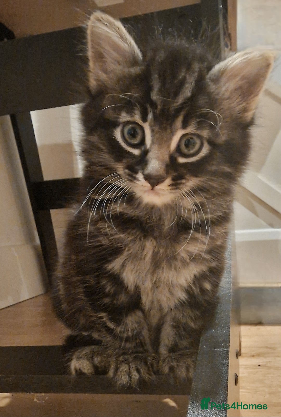 Mixed Breed cats for sale: Gorgeous Mixed Breed Main Coon Kittens  - Image 5