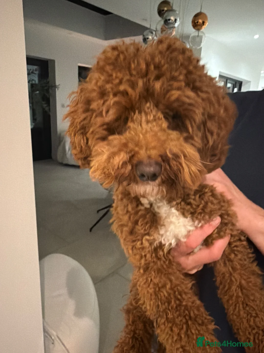 Toy Poodle dogs for sale: Red Toy Poodle  in Bromley - Advert 2