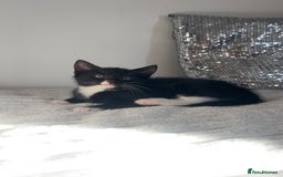 American Shorthair cats for sale: American short haired cross Norwegian forest cat - Image 16