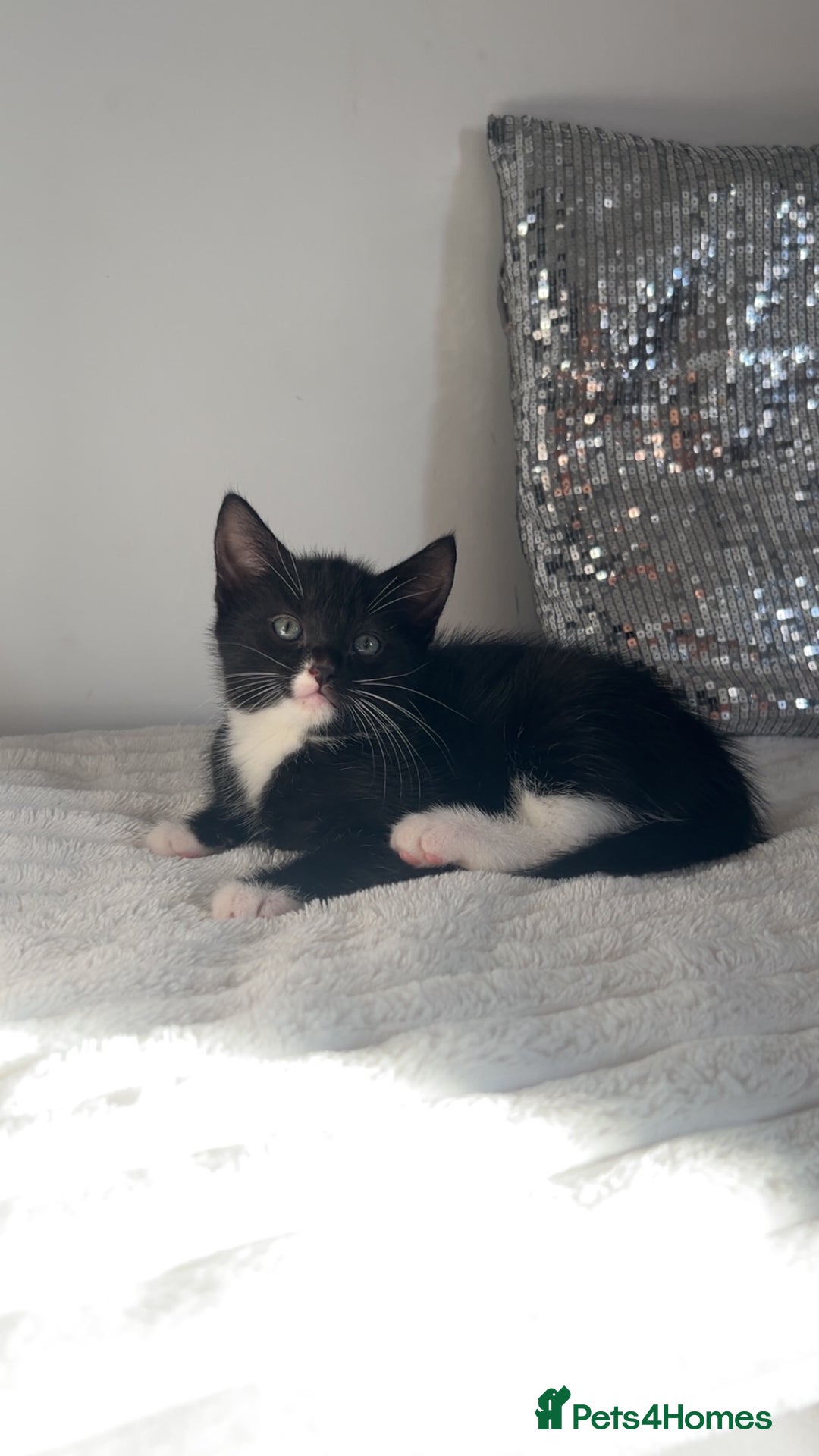 American Shorthair cats for sale: American short haired cross Norwegian forest cat - Image 16