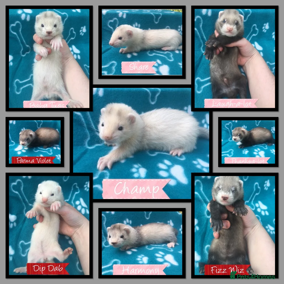 Ferret rodents for sale: Ferret Kits Due 2026  - Advert 11
