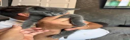 Mixed Breed cats for sale: 2 grey boys left - Advert 4