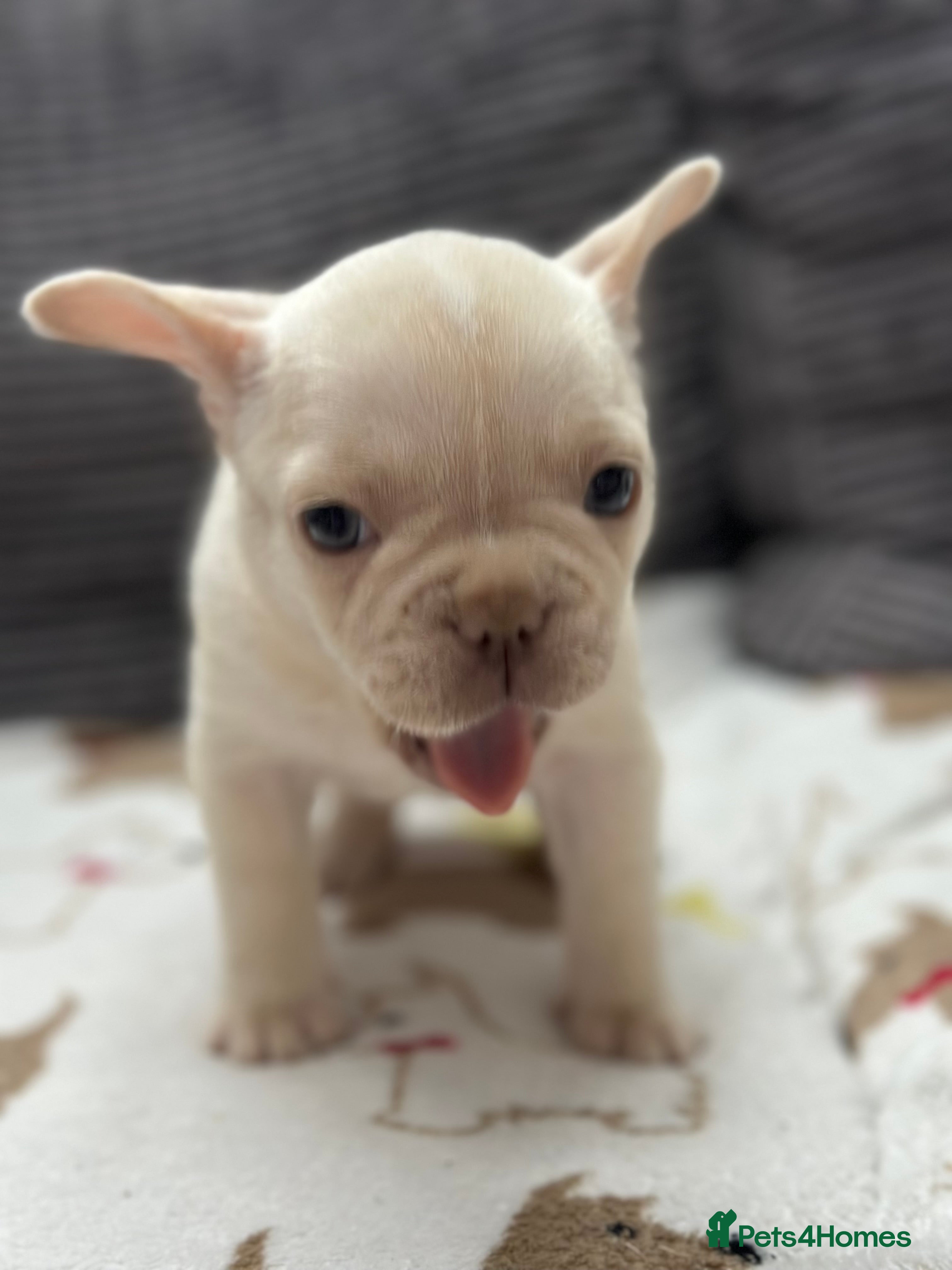 French Bulldog dogs French bulldog puppies Ready Now! - Advert 14