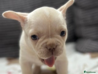 French Bulldog dogs French bulldog puppies - Advert 16