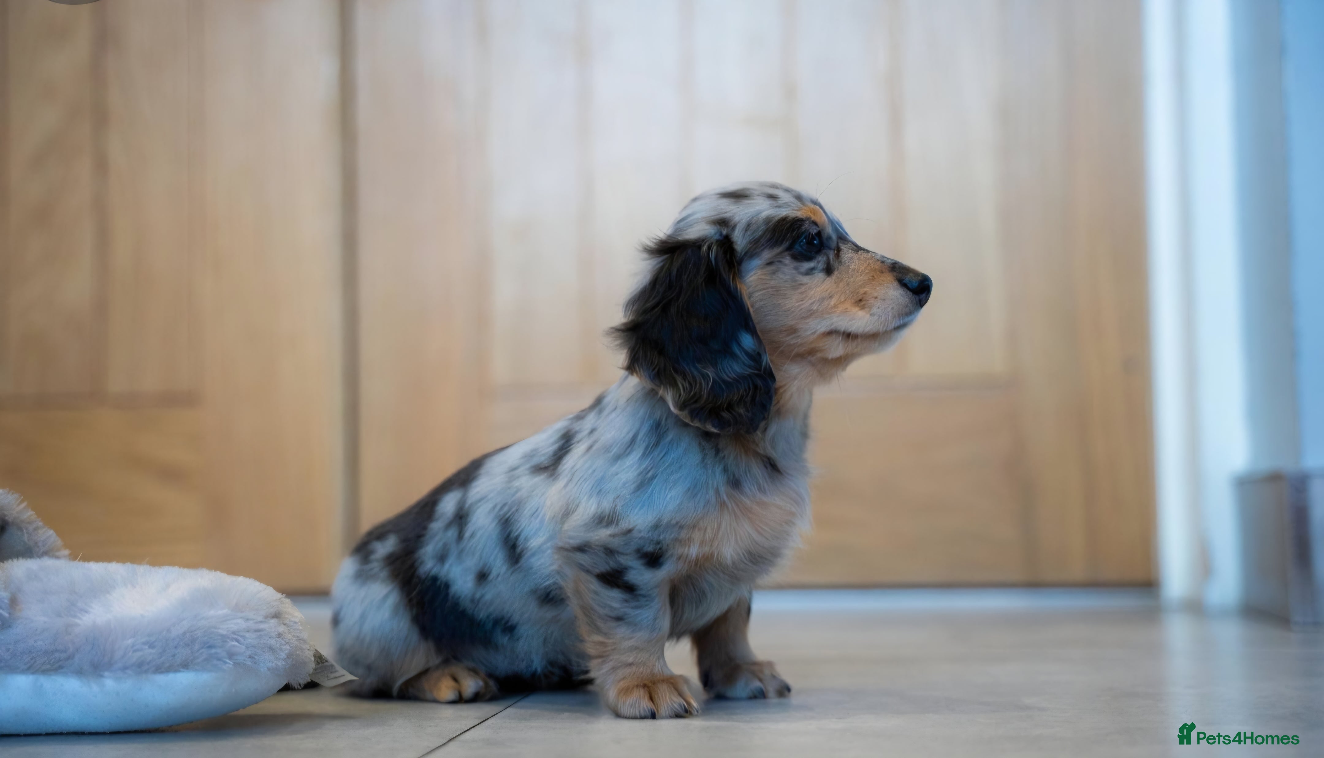 Miniature Dachshund dogs KC Registered dapple longcoat minature Dachshund  - Advert 9