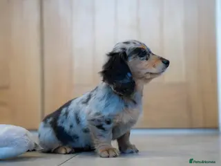 Miniature Dachshund dogs KC Registered dapple longcoat minature Dachshund - Advert 9