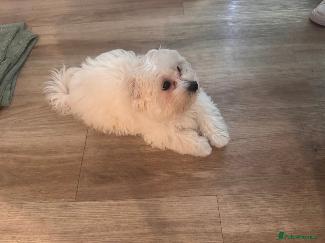 Maltese dogs for sale: Female Maltese pup with everything to get started - Advert 4