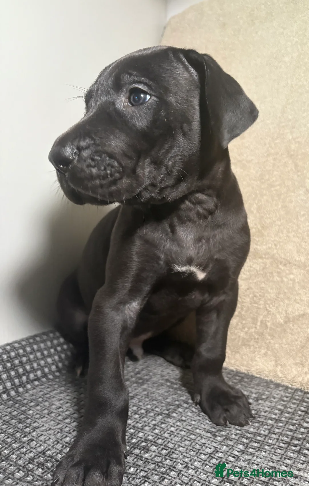 Great Dane dogs for sale: *** Only 3 remaining *** Great Dane puppies - Advert 6