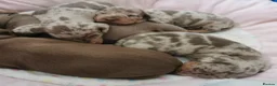 Dachshund dogs for sale: KC miniature smooth haired DNA tested dachshunds  in Weston-super-Mare - Advert 3