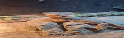Bearded Dragon reptiles for sale: Male bearded dragon in Chinnor - Advert 2