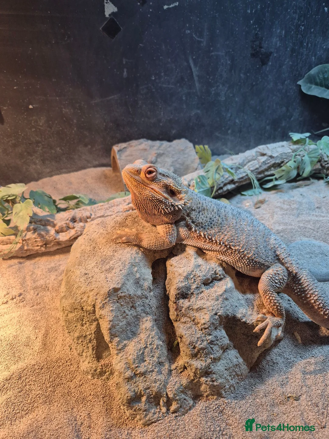 Bearded Dragon reptiles for sale: Male bearded dragon in Chinnor - Advert 2