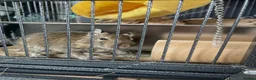 Degus rodents for sale: Two bonded female Degus - Advert 3