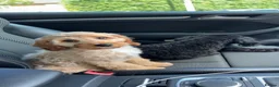 Cavapoo dogs for sale: Teddy - 6 month old Cavapoo  in Stoke-on-Trent - Advert 3