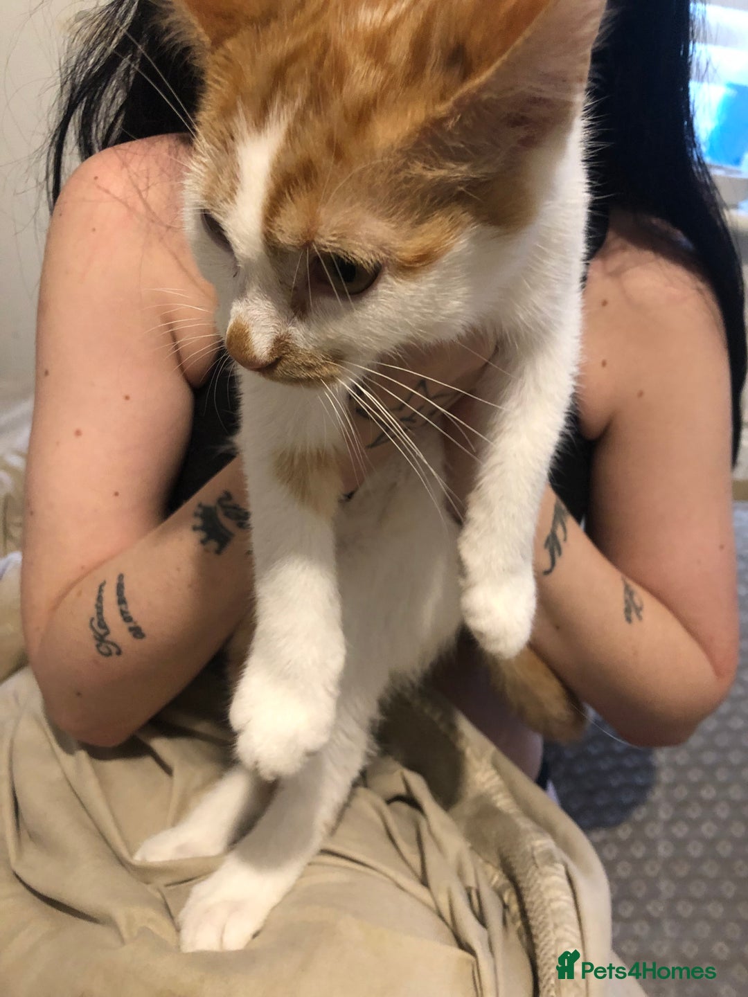 Mixed Breed cats for sale: Cat mixed breed  - Image 1