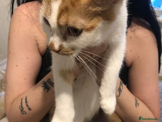 Mixed Breed cats - Advert 7