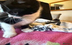 Domestic Shorthair cats for sale: 🤩🤩 6 beautiful babies 🤩🤩 - Image 8