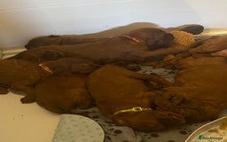 Irish Setter dogs for sale: Stunning Quality bred Irish Setter Puppies - Image 2