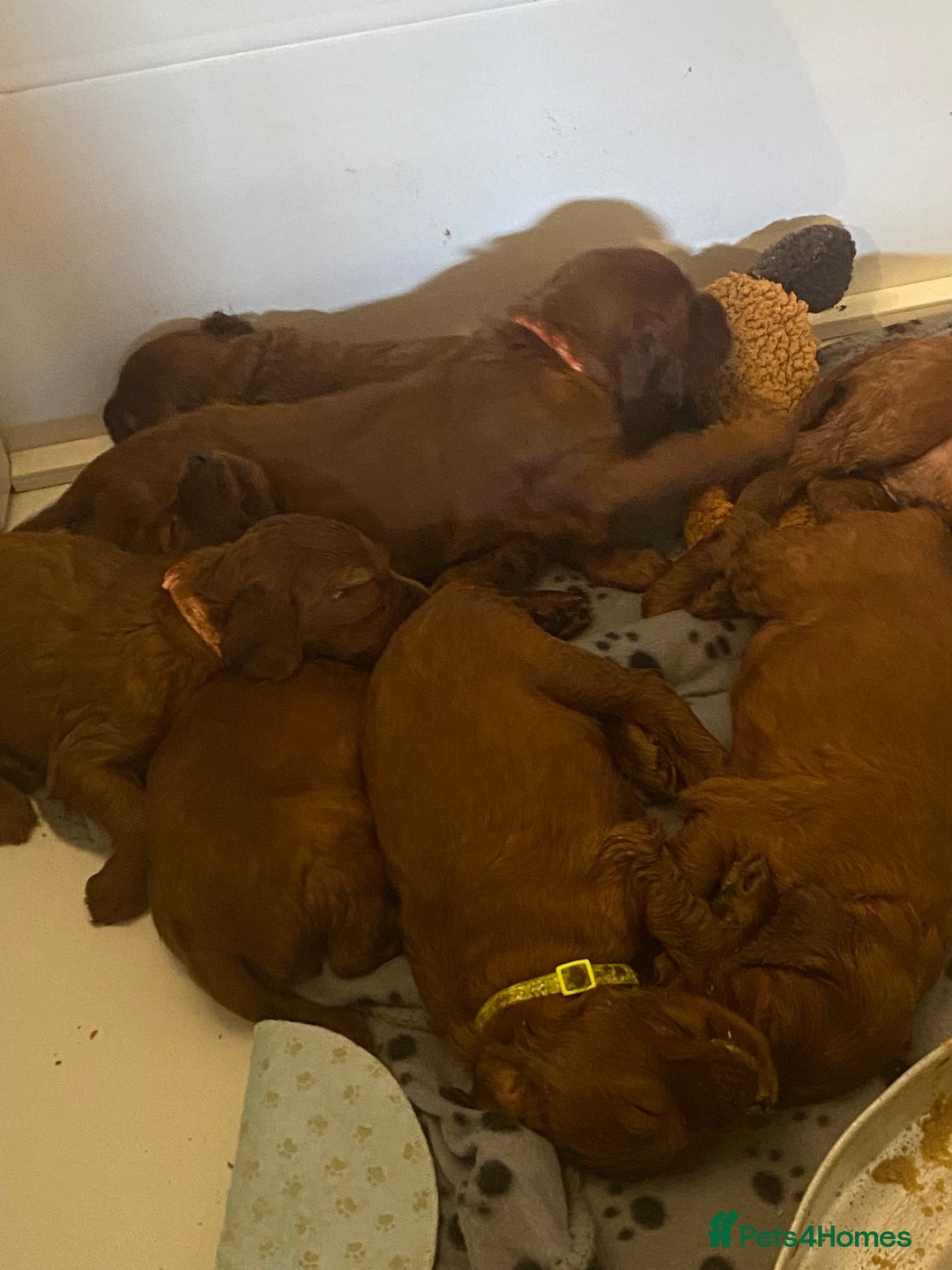 Irish Setter dogs for sale: Stunning Quality bred Irish Setter Puppies - Image 2