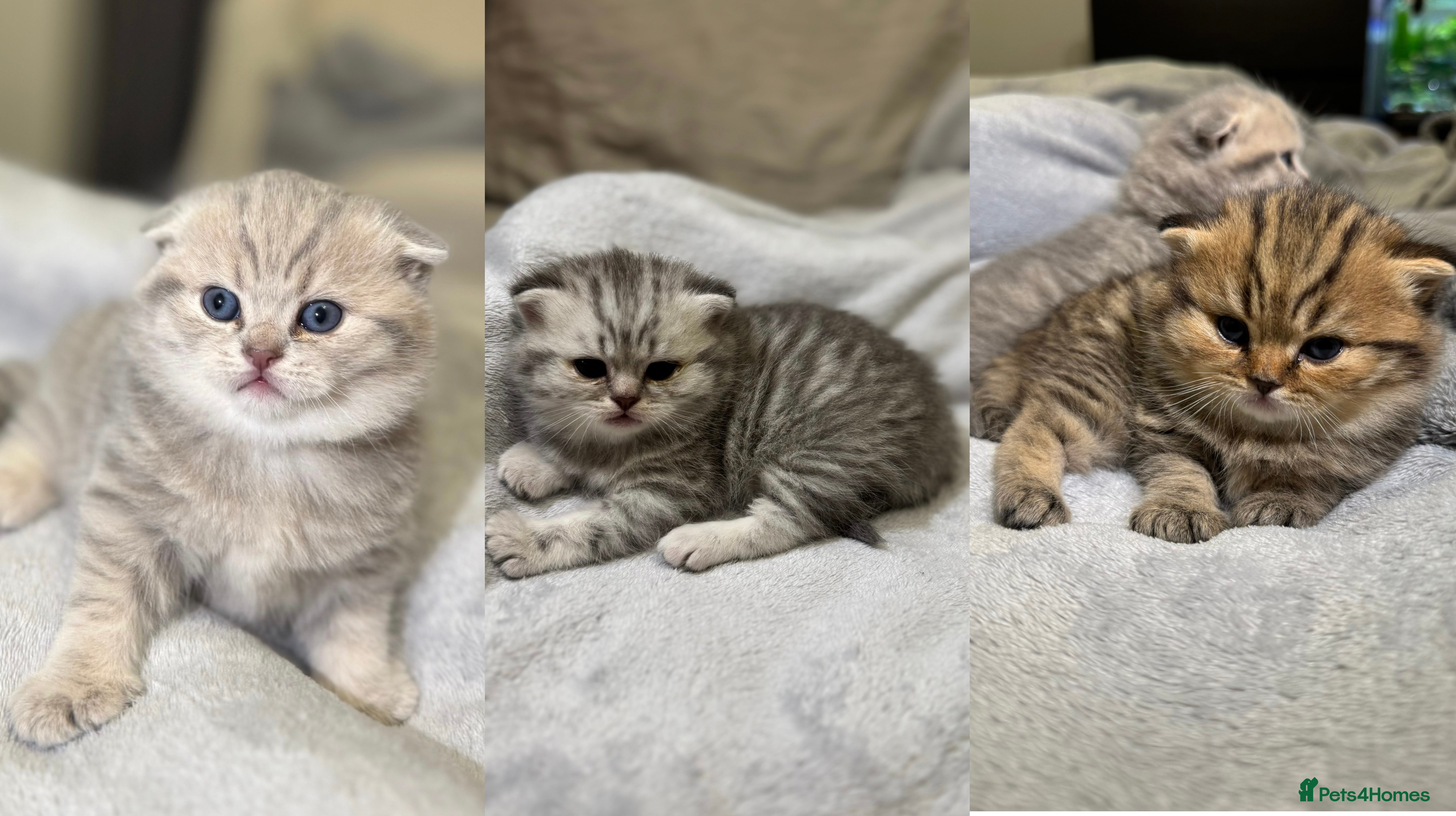 Scottish Fold cats 🐾 Scottish kittens available for sale! 🐾 - Advert 10