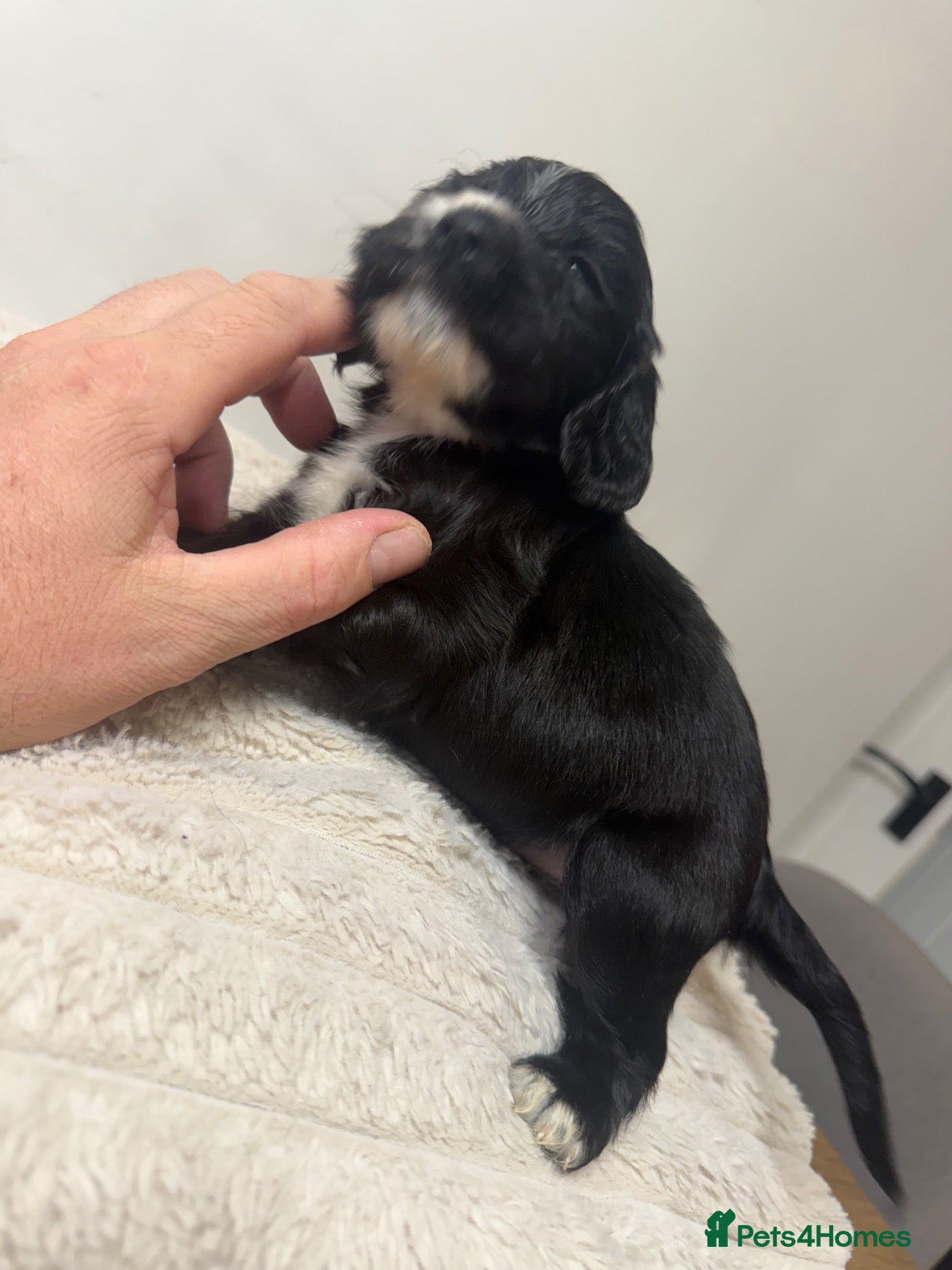 Cocker Spaniel dogs for sale: Cocker spaniels puppy’s  - Advert 11