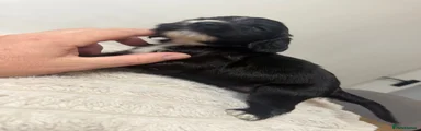Cocker Spaniel 1