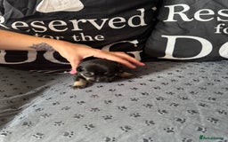 Mixed Breed dogs for sale: French Bulldog cross Manchester Terrier  - Image 4