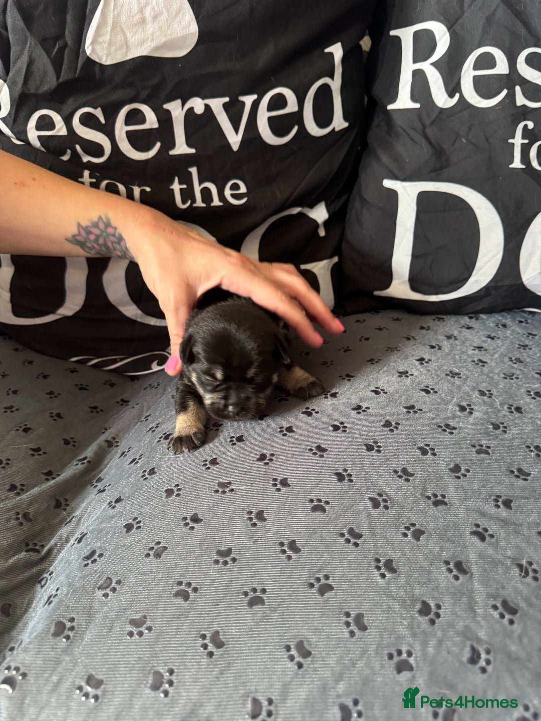 Mixed Breed dogs for sale: French Bulldog cross Manchester Terrier  - Image 4