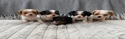 Cavalier King Charles Spaniel dogs for sale: 5 cavalier King Charles spaniel puppies available  - Advert 24