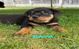Rottweiler dogs for sale: Family bred and loved Rottweiller puppies - Image 22