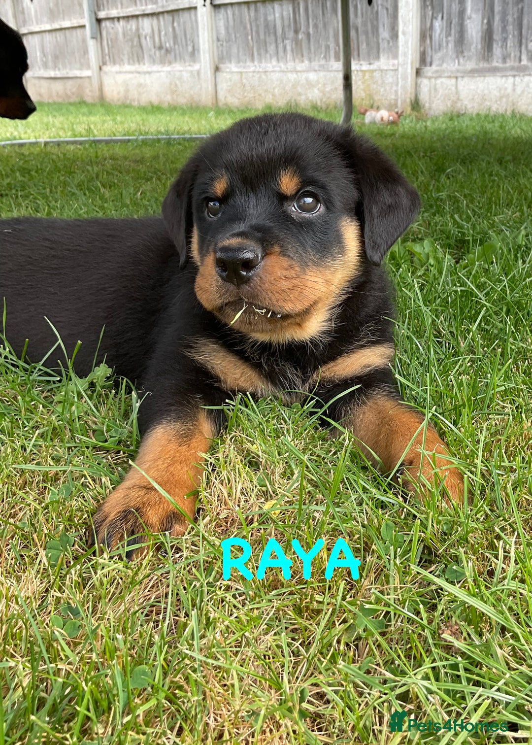 Rottweiler dogs for sale: Family bred and loved Rottweiller puppies - Image 22