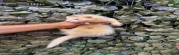 Ferret rodents for sale: Last 2 Longer haired Jills in Bracknell - Advert 8