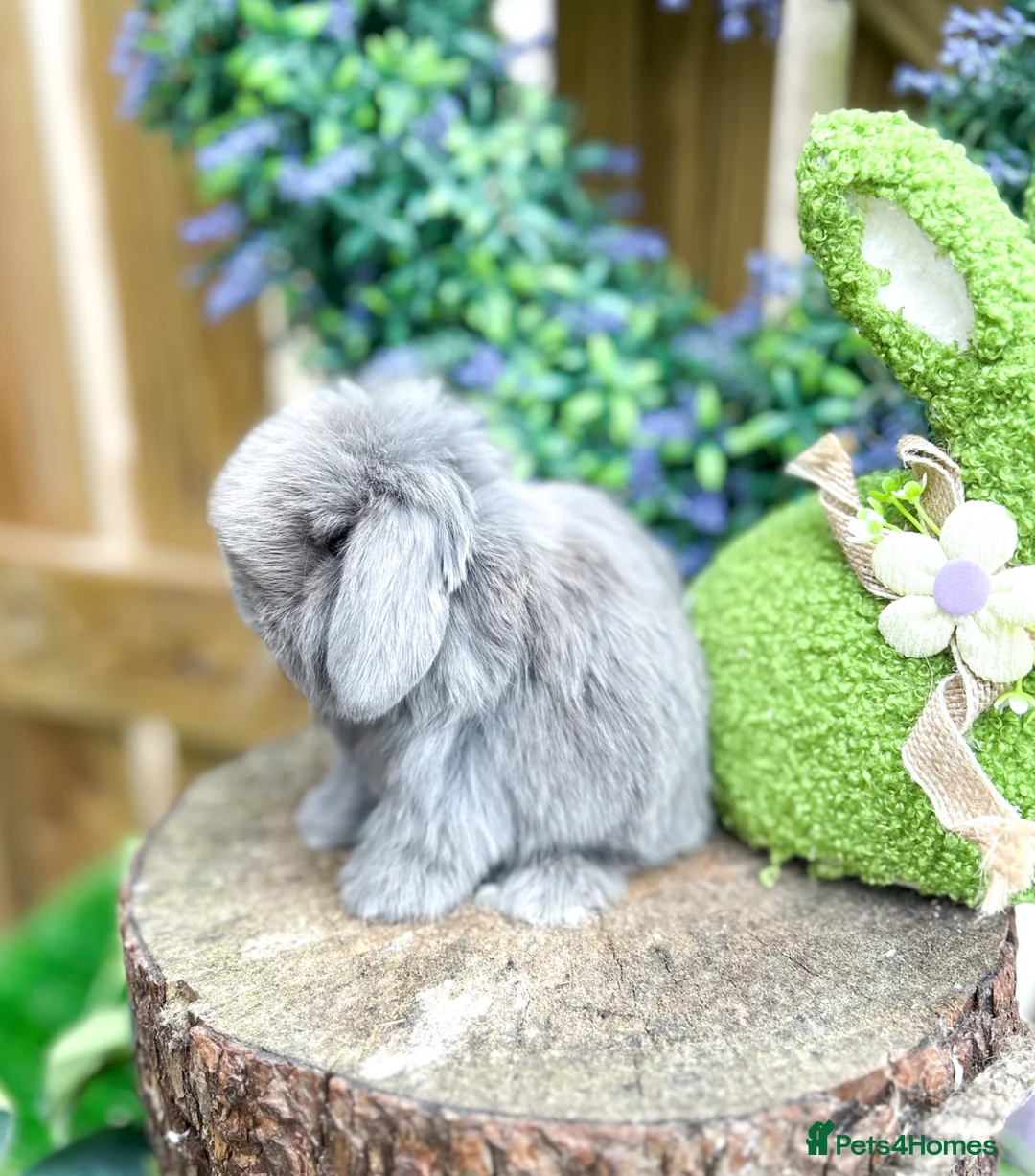 Mini Lop rabbits for sale: ⭐️ PUREBRED FRIENDLY MINI LOP BABY BUNNIES ⭐️ - Advert 2