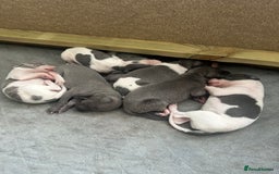 Whippet dogs for sale: ⭐️ KC Whippet pups blue and white. ⭐️ - Image 6
