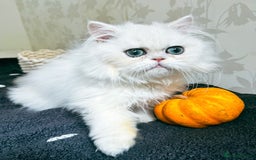 Persian cats for sale: Rare beauty chinchilla persian male kitten - Image 1