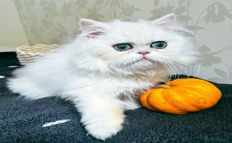 Persian cats - Advert 1