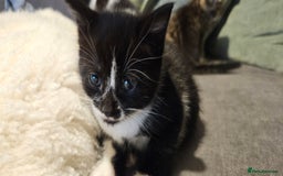 Domestic Shorthair cats for sale: 2 tuxedo kittens - Image 2