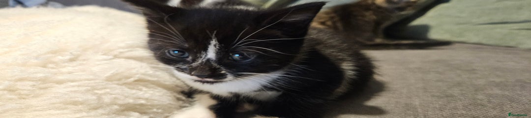 Domestic Shorthair Kitten 2