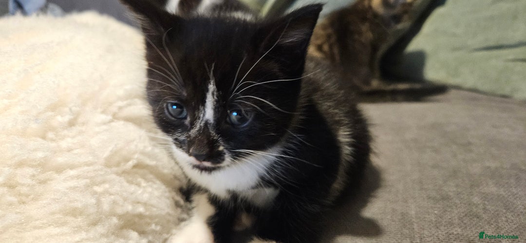 Domestic Shorthair cats for sale: 2 tuxedo kittens - Image 2