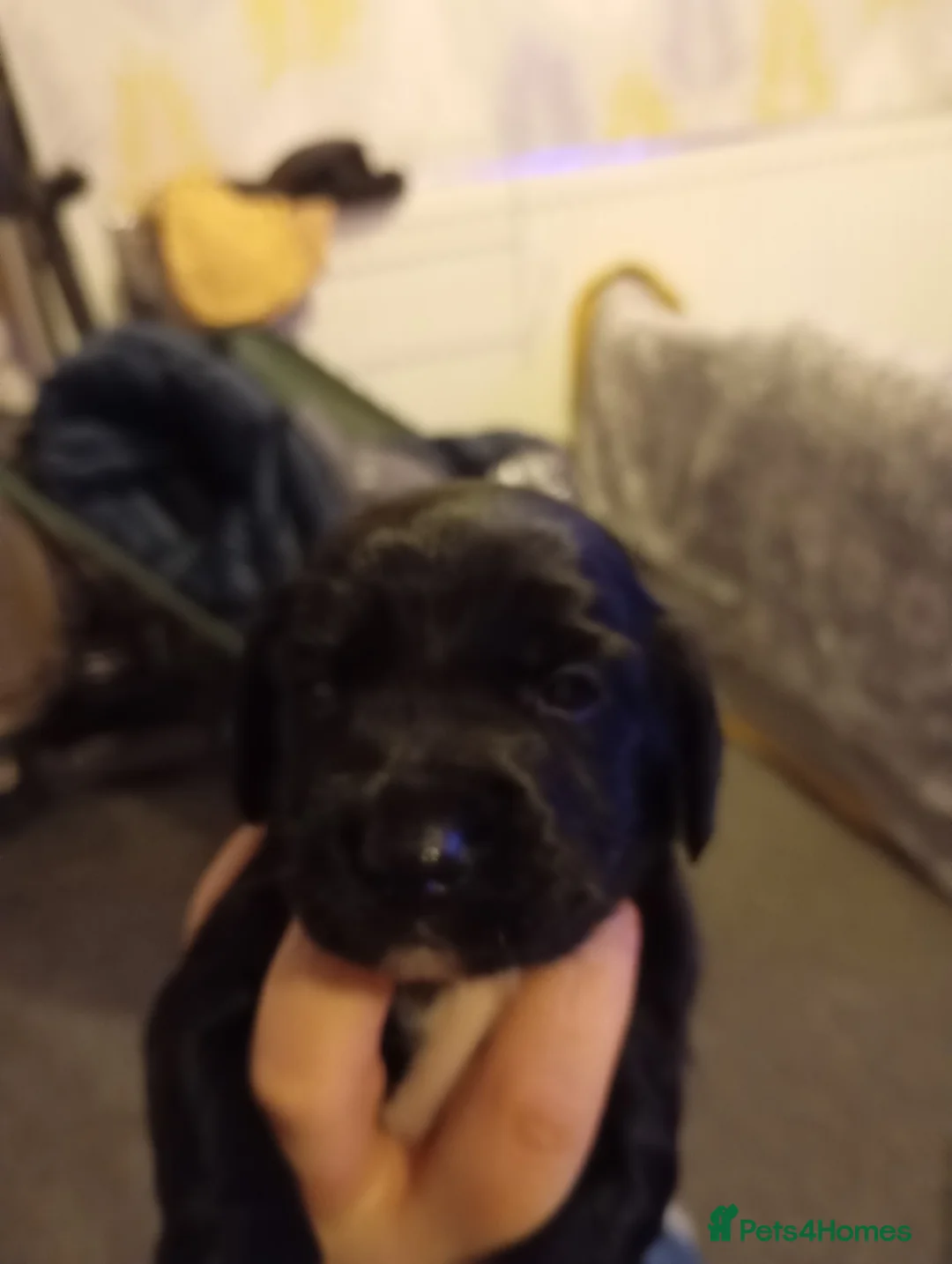 Cocker Spaniel dogs for sale: Cocker spaniel Jack Russel cross - Advert 3