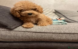 Maltipoo dogs for sale: Gorgeous 3 month old Maltipoo boy 🐶🥰 - Image 16