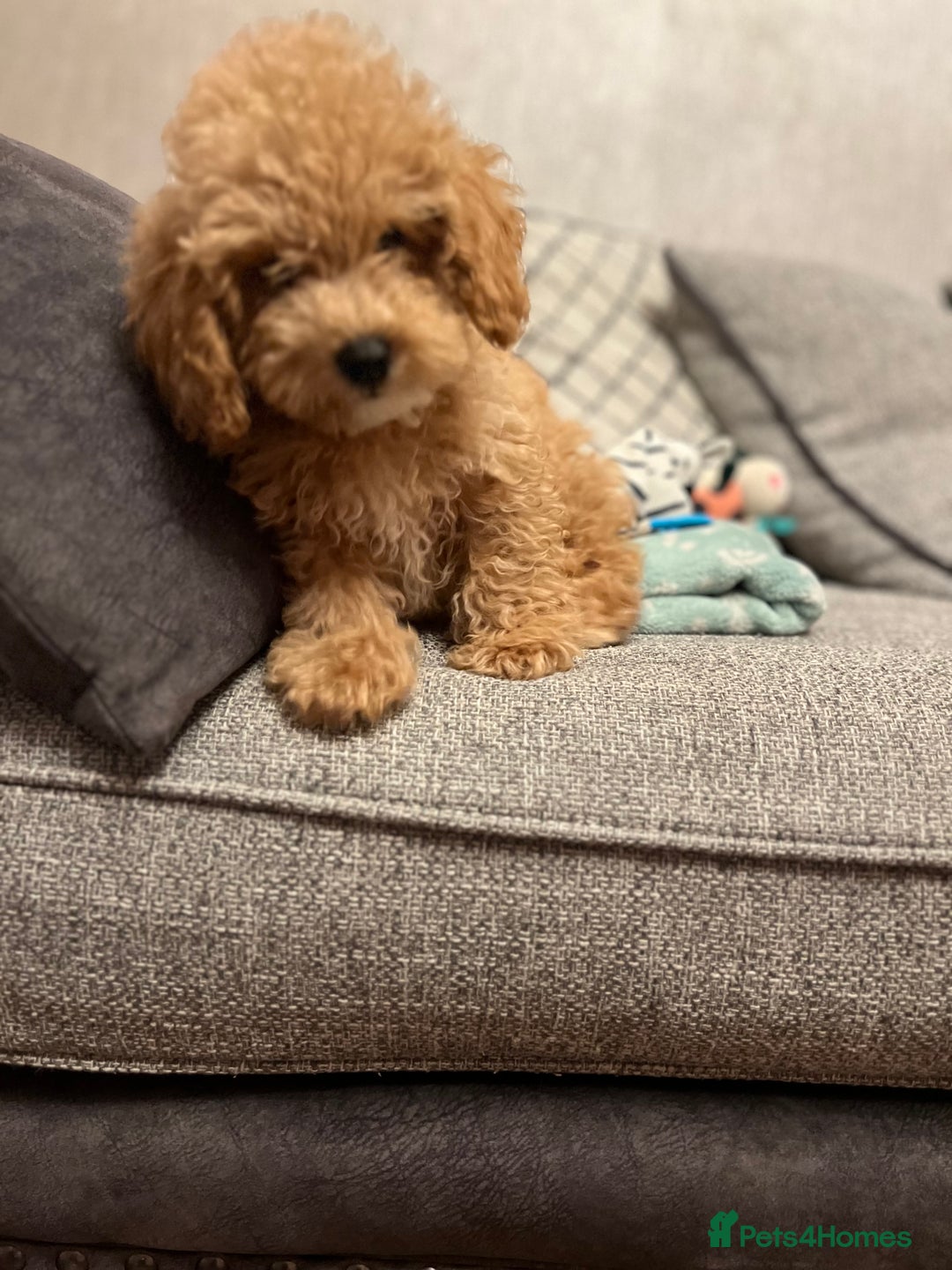 Maltipoo dogs for sale: Gorgeous 3 month old Maltipoo boy 🐶🥰 - Image 16