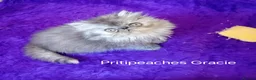 Persian cats for sale: Gccf Registered Persian Kittens  - Advert 10
