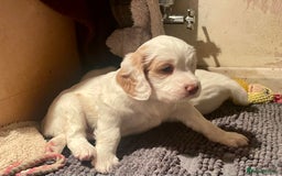 Clumber Spaniel dogs for sale: KC Working Clumber Spaniel - 2 boys available  - Image 6
