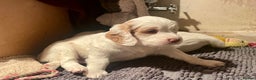Clumber Spaniel dogs for sale: KC Working Clumber Spaniel - 2 boys available  - Advert 6